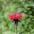 Vibrant Spring Fuscia Flower in the Spring Garden Flower Art by Omashte Photograph by Omaste Witkowski Vibrant Spring Fuscia Flower in the Spring Garden Flower Art by Omashte Photograph by Omaste Witkowski