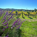 Vibrant Vineyard Landscape by Leslie Brashear
