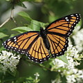 Viceroy Butterfly on Privet Flowers Photograph by Robert E Alter Viceroy Butterfly on Privet Flowers Photograph by Robert E Alter