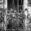 Vines over Old Farm House by Mike Fusaro