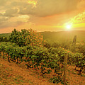 Vineyards of winegrowing village of Tuscany Photograph by Benny Marty Vineyards of winegrowing village of Tuscany Photograph by Benny Marty