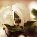 Vintage Dogwood on the Verge of Blooming Photograph by Tina Uihlein Vintage Dogwood on the Verge of Blooming Photograph by Tina Uihlein