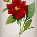 Vintage Double Dahlias Botanical Illustration on Parchment Mixed Media by Holy Rock Design Vintage Double Dahlias Botanical Illustration on Parchment Mixed Media by Holy Rock Design