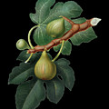 Vintage Fig Botanical Art on Solid Black n.0295 Mixed Media by Holy Rock Design Vintage Fig Botanical Art on Solid Black n.0295 Mixed Media by Holy Rock Design