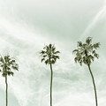 Vintage Palm Trees at the beach - panoramic view Photograph by Melanie Viola Vintage Palm Trees at the beach - panoramic view Photograph by Melanie Viola