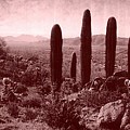 Vintage View of Table Top Mountain Photograph by Judy Kennedy Vintage View of Table Top Mountain Photograph by Judy Kennedy