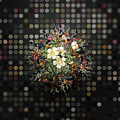 Vintage White Candolle Rose Flower Wreath on Bokeh Dot Pattern n.0964 by Holy Rock Design