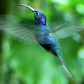 Violet Sawbrewing Hummingbird Photograph by Leslie Struxness Violet Sawbrewing Hummingbird Photograph by Leslie Struxness