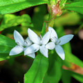 Virginia Buttonweed or Buttonweed DFL1289 Photograph by Gerry Gantt Virginia Buttonweed or Buttonweed DFL1289 Photograph by Gerry Gantt