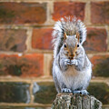 Virginia Squirrel at the Palace Wall by Rachel Morrison