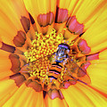 Visiting Gazania Photograph by Terence Davis Visiting Gazania Photograph by Terence Davis