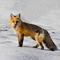 Vixen Photograph by Carolyn Mickulas Vixen Photograph by Carolyn Mickulas