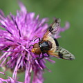 Volucella pellucens sitting and standing on red clover trying find some sweet Photograph by Vaclav Sonnek Volucella pellucens sitting and standing on red clover trying find some sweet Photograph by Vaclav Sonnek