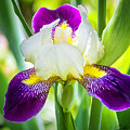 Wabash Bearded Iris by Joe Fisher