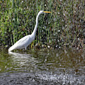 Wading Hungry  by Allan Levin