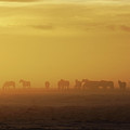 Waiting On The Sun by Roberta Murray