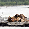 Waking up on the Sandbar Photograph by Cheryl Strahl Waking up on the Sandbar Photograph by Cheryl Strahl
