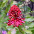 Waratah - Telopea Photograph by Elaine Teague Waratah - Telopea Photograph by Elaine Teague
