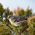 Yellow Rumped Warbler Photograph by Rehna George Yellow Rumped Warbler Photograph by Rehna George