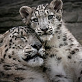 Warm Mother's Love Photograph by Chris Boulton Warm Mother's Love Photograph by Chris Boulton
