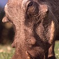 Wart Hog Up Close Too Photograph by Russ Considine Wart Hog Up Close Too Photograph by Russ Considine