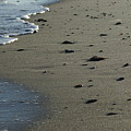 Washed Ashore Photograph by Heather E Harman Washed Ashore Photograph by Heather E Harman