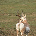 Watchful Antelope Photograph by Amanda R Wright Watchful Antelope Photograph by Amanda R Wright