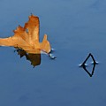 Water Ballet II by Sarah Lilja
