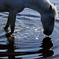 Water by Carien Schippers