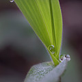 Water Drop On Grass Photograph by Karen Rispin Water Drop On Grass Photograph by Karen Rispin
