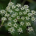 Water Hemlock by Steven Sparks