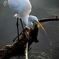 Water is Life by Quinn Sedam