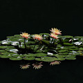 Water Lilies 8 Photograph by Richard Krebs Water Lilies 8 Photograph by Richard Krebs