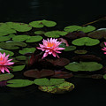 Water Lilies 9 Photograph by Richard Krebs Water Lilies 9 Photograph by Richard Krebs
