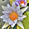 Water Lilies Photograph by Paolo Signorini Water Lilies Photograph by Paolo Signorini
