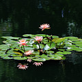 Water Lilies 10 Photograph by Richard Krebs Water Lilies 10 Photograph by Richard Krebs