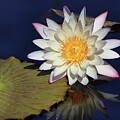 Water Lily at Naples 10 by David T Wilkinson