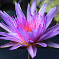 Water Lily at Naples 9 by David T Wilkinson