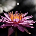 Water Lily in the Spotlight Photograph by Mingming Jiang Water Lily in the Spotlight Photograph by Mingming Jiang