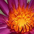 Water Lily on Fire Photograph by Mingming Jiang Water Lily on Fire Photograph by Mingming Jiang
