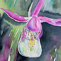 Watercolor - Fairy Slipper Painting by Cascade Colors Watercolor - Fairy Slipper Painting by Cascade Colors
