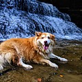Waterfall Doggy Photograph by Brad Nellis Waterfall Doggy Photograph by Brad Nellis