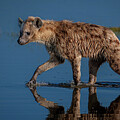 Waterlogged Hyena by Daniel Fleming