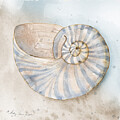 Water's Edge Series - Nautilus Shell Modern Watercolor 2 by Audrey Jeanne by Audrey Jeanne Roberts