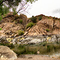 Watson Lale in Prescott, AZ - 3 by Farol Tomson
