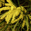 Wattle C02 Photograph by Werner Padarin Wattle C02 Photograph by Werner Padarin