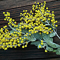 Wattle on Wood by Kaye Menner by Kaye Menner