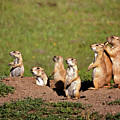 We Are Family Photograph by Lana Trussell We Are Family Photograph by Lana Trussell