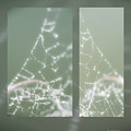 Web With Dew Photograph by Karen Rispin Web With Dew Photograph by Karen Rispin