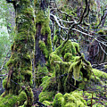 Weindorfer's Forest, Cradle Mountain,Tasmania, Australia Photograph by Elaine Teague Weindorfer's Forest, Cradle Mountain,Tasmania, Australia Photograph by Elaine Teague